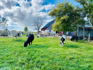 Illustration de l'article : Après avoir adopté un Patou sauvé de la maltraitance ce couple crée un sanctuaire pour animaux rejetés