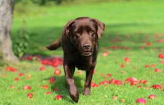 Illustration de l'article : Espérance de vie : une étude montre que les Labradors chocolat vivent moins longtemps