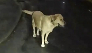 Illustration de l'article : Après avoir été abandonné par son maître en pleine fuite, ce Labrador mène les policiers jusqu’à sa cachette (vidéo)