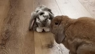 Illustration de l'article : On lui offre une peluche pour le r&eacute;conforter, mais ce lapin semble surtout vouloir s&rsquo;en d&eacute;barrasser (vid&eacute;o)