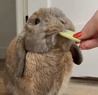 Illustration de l'article : On lui offre une peluche pour le r&eacute;conforter, mais ce lapin semble surtout vouloir s&rsquo;en d&eacute;barrasser (vid&eacute;o)