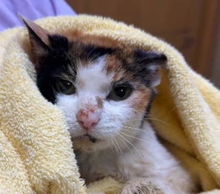 Illustration de l'article : A 15 ans, cette chatte amen&eacute;e au refuge apr&egrave;s la perte de logement de sa famille tente de surmonter cette &eacute;preuve (vid&eacute;o)