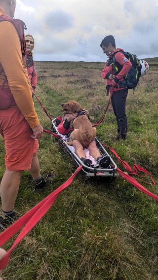 Illustration de l'article : Pour rassurer son chien bless&eacute; apr&egrave;s une chute en montagne, ce propri&eacute;taire n'h&eacute;site pas &agrave; partager sa civi&egrave;re (vid&eacute;o)