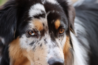 Illustration de l'article : Pourquoi certains chiens ont-ils les yeux vairons (de 2 couleurs) ?