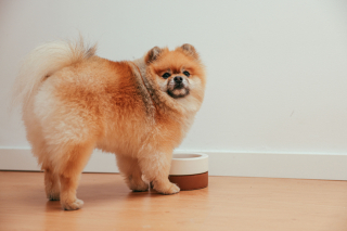 Illustration de l'article : 4 signes qui montrent que votre chien a lui aussi le blues de la rentr&eacute;e