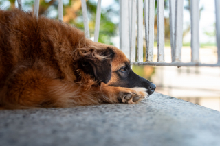 Illustration de l'article : 4 signes qui montrent que votre chien a lui aussi le blues de la rentr&eacute;e