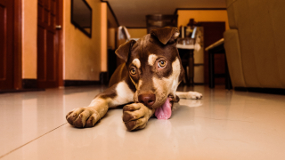 Illustration de l'article : 4 signes qui montrent que votre chien a lui aussi le blues de la rentr&eacute;e