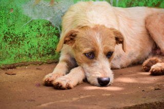 Illustration de l'article : 4 signes qui montrent que votre chien a lui aussi le blues de la rentr&eacute;e