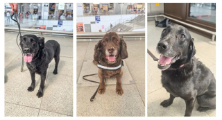 Illustration de l'article : Avant leur retraite, ces 3 chiens sont d&eacute;sormais charg&eacute;s de renforcer la s&eacute;curit&eacute; des voyageurs dans une gare particuli&egrave;rement fr&eacute;quent&eacute;e