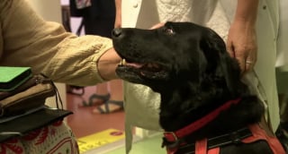 Illustration de l'article : Nougaro, chien de thérapie, intervient auprès de patients atteints de cancer en leur apportant tendresse et réconfort durant les soins