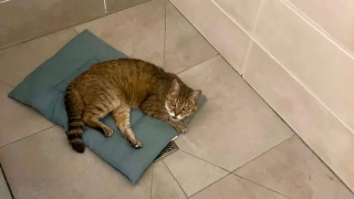 Illustration de l'article : &laquo; Il est rest&eacute; tr&egrave;s c&acirc;lin &raquo;, 17 ans apr&egrave;s sa disparition en Gironde, Mozart a enfin retrouv&eacute; sa ma&icirc;tresse &agrave; Dijon