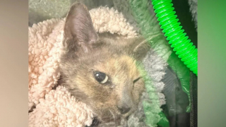 Illustration de l'article : Une chatte coincée dans le moteur d’une voiture survit à cette épreuve effroyable après une intervention de 8 heures
