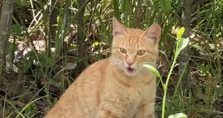 Illustration de l'article : Devenue inséparable de son frère malade, cette chatte hyperactive se calme soudainement pour rester à son chevet