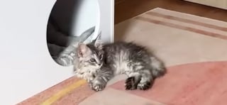 Illustration de l'article : Devenue inséparable de son frère malade, cette chatte hyperactive se calme soudainement pour rester à son chevet