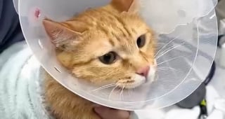 Illustration de l'article : Devenue inséparable de son frère malade, cette chatte hyperactive se calme soudainement pour rester à son chevet