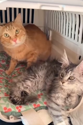 Illustration de l'article : Devenue inséparable de son frère malade, cette chatte hyperactive se calme soudainement pour rester à son chevet