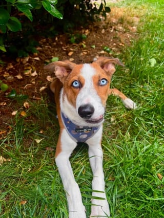 Illustration de l'article : Avec son museau déformé et ses yeux d'un bleu profond, ce chien à l'apparence unique s'épanouit en famille d'accueil en attendant l'adoption