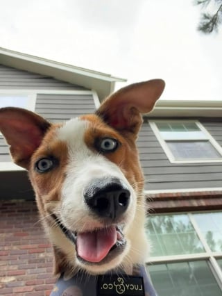 Illustration de l'article : Avec son museau déformé et ses yeux d'un bleu profond, ce chien à l'apparence unique s'épanouit en famille d'accueil en attendant l'adoption