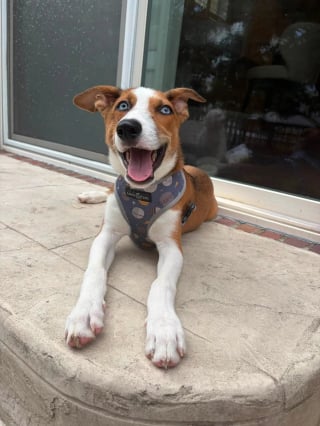 Illustration de l'article : Avec son museau déformé et ses yeux d'un bleu profond, ce chien à l'apparence unique s'épanouit en famille d'accueil en attendant l'adoption