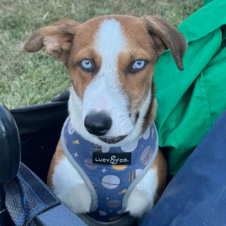 Illustration de l'article : Avec son museau déformé et ses yeux d'un bleu profond, ce chien à l'apparence unique s'épanouit en famille d'accueil en attendant l'adoption