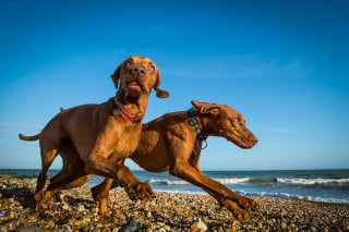 Illustration de l'article : 6 astuces pour photographier son chien comme un pro