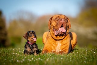 Illustration de l'article : 6 astuces pour photographier son chien comme un pro