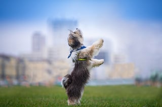 Illustration de l'article : 6 astuces pour photographier son chien comme un pro