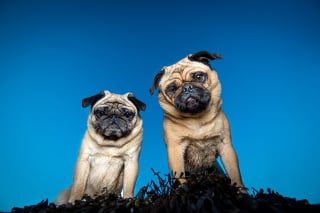 Illustration de l'article : 6 astuces pour photographier son chien comme un pro