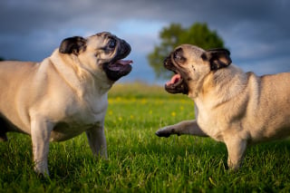 Illustration de l'article : 6 astuces pour photographier son chien comme un pro
