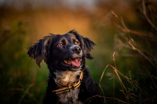 Illustration de l'article : 6 astuces pour photographier son chien comme un pro