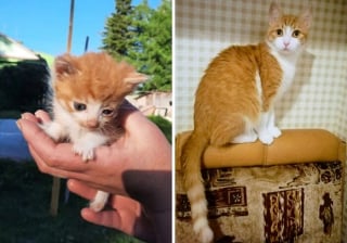 Illustration de l'article : 10 photos montrant l’évolution de chatons passés à l’âge adulte