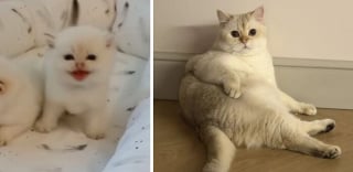 Illustration de l'article : 10 photos montrant l’évolution de chatons passés à l’âge adulte