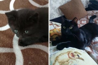 Illustration de l'article : 10 photos montrant l’évolution de chatons passés à l’âge adulte