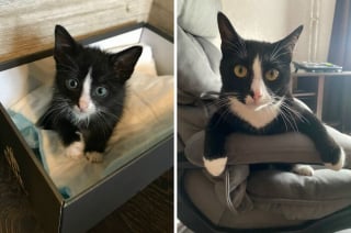 Illustration de l'article : 10 photos montrant l’évolution de chatons passés à l’âge adulte