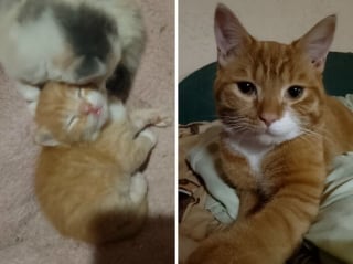 Illustration de l'article : 10 photos montrant l’évolution de chatons passés à l’âge adulte