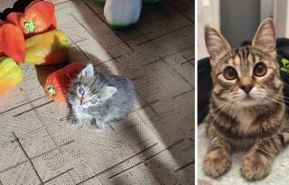 Illustration de l'article : 10 photos montrant l’évolution de chatons passés à l’âge adulte