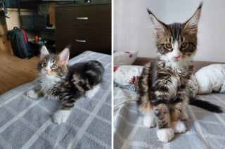 Illustration de l'article : 10 photos montrant l’évolution de chatons passés à l’âge adulte
