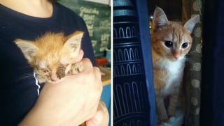 Illustration de l'article : 10 photos montrant l’évolution de chatons passés à l’âge adulte