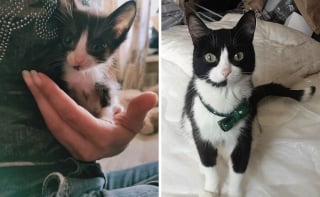 Illustration de l'article : 10 photos montrant l’évolution de chatons passés à l’âge adulte