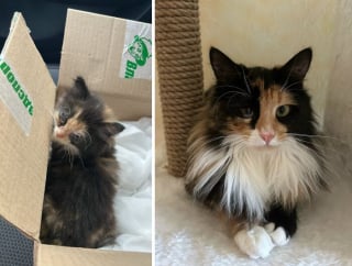 Illustration de l'article : 10 photos montrant l’évolution de chatons passés à l’âge adulte