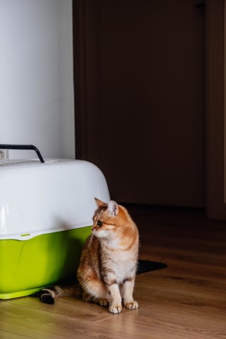Illustration de l'article : 6 habitudes qui pourraient contrarier votre chat de fa&ccedil;on involontaire