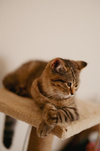 Illustration de l'article : 6 habitudes qui pourraient contrarier votre chat de fa&ccedil;on involontaire