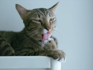 Illustration de l'article : 6 habitudes qui pourraient contrarier votre chat de fa&ccedil;on involontaire
