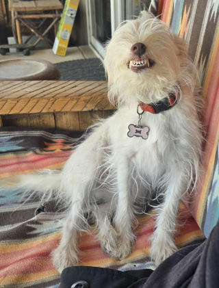 Illustration de l'article : 18 photos de chiens au sourire inoubliable et farfelu