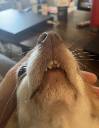 Illustration de l'article : 18 photos de chiens au sourire inoubliable et farfelu