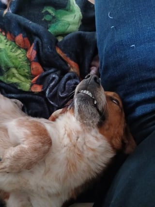 Illustration de l'article : 18 photos de chiens au sourire inoubliable et farfelu