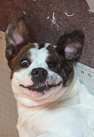 Illustration de l'article : 18 photos de chiens au sourire inoubliable et farfelu