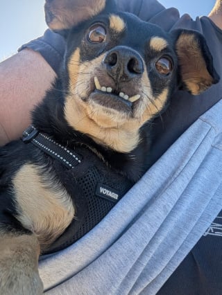 Illustration de l'article : 18 photos de chiens au sourire inoubliable et farfelu