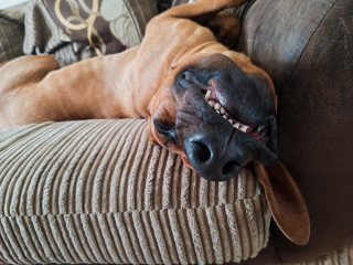 Illustration de l'article : 18 photos de chiens au sourire inoubliable et farfelu