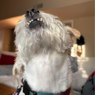 Illustration de l'article : 18 photos de chiens au sourire inoubliable et farfelu